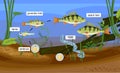 Fish life cycle. Sequence of stages of development of perch Perca fluviatilis freshwater fish w